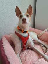 MAX, Hund, Podenco in Dormagen