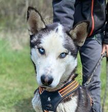 NAVARO, Hund, Siberian Husky-Mix in Slowakische Republik - Bild 1