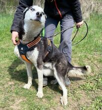 NAVARO, Hund, Siberian Husky-Mix in Slowakische Republik - Bild 2
