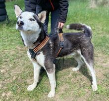 NAVARO, Hund, Siberian Husky-Mix in Slowakische Republik - Bild 3