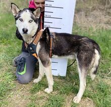 NAVARO, Hund, Siberian Husky-Mix in Slowakische Republik - Bild 4