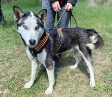 NAVARO, Hund, Siberian Husky-Mix in Slowakische Republik - Bild 5