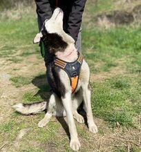 NAVARO, Hund, Siberian Husky-Mix in Slowakische Republik - Bild 6
