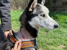 NAVARO, Hund, Siberian Husky-Mix in Slowakische Republik - Bild 7
