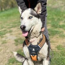 NAVARO, Hund, Siberian Husky-Mix in Slowakische Republik - Bild 8