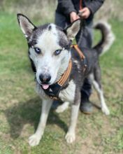 NAVARO, Hund, Siberian Husky-Mix in Slowakische Republik - Bild 9