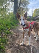 RUBIA, Hund, Podenco in Hamburg