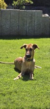 DANIELA, Hund, Galgo Español-Mix in Altenholz - Bild 1