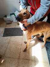 DANIELA, Hund, Galgo Español-Mix in Altenholz - Bild 10