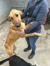 DANIELA, Hund, Galgo Español-Mix in Altenholz - Bild 11