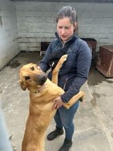 DANIELA, Hund, Galgo Español-Mix in Altenholz - Bild 12