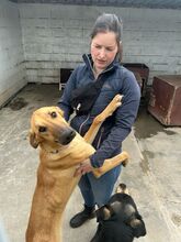 DANIELA, Hund, Galgo Español-Mix in Altenholz - Bild 13