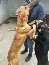 DANIELA, Hund, Galgo Español-Mix in Altenholz - Bild 14