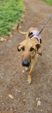 DANIELA, Hund, Galgo Español-Mix in Altenholz - Bild 2