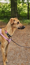 DANIELA, Hund, Galgo Español-Mix in Altenholz - Bild 3