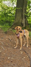 DANIELA, Hund, Galgo Español-Mix in Altenholz - Bild 5