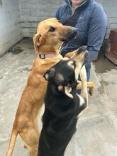 DANIELA, Hund, Galgo Español-Mix in Altenholz - Bild 6