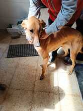 DANIELA, Hund, Galgo Español-Mix in Altenholz - Bild 7