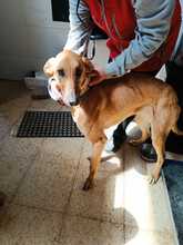 DANIELA, Hund, Galgo Español-Mix in Altenholz - Bild 8