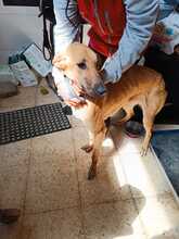 DANIELA, Hund, Galgo Español-Mix in Altenholz - Bild 9