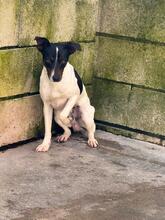 JUAN, Hund, Bodeguero Andaluz-Mix in Spanien - Bild 1