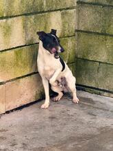JUAN, Hund, Bodeguero Andaluz-Mix in Spanien - Bild 2