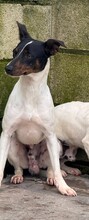 JUAN, Hund, Bodeguero Andaluz-Mix in Spanien - Bild 3