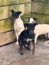 JUAN, Hund, Bodeguero Andaluz-Mix in Spanien - Bild 4