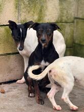 JUAN, Hund, Bodeguero Andaluz-Mix in Spanien - Bild 5