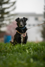 FRANZ, Hund, Mischlingshund in Münsingen - Bild 2