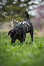FRANZ, Hund, Mischlingshund in Münsingen - Bild 3