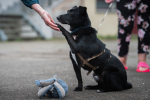 FRANZ, Hund, Mischlingshund in Münsingen - Bild 4