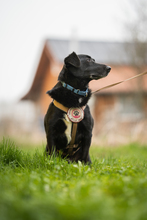 FRANZ, Hund, Mischlingshund in Münsingen - Bild 6