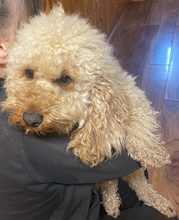 PHOENIX, Hund, Pudel in Schrobenhausen - Bild 2