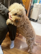 PHOENIX, Hund, Pudel in Schrobenhausen - Bild 4