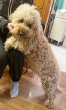 PHOENIX, Hund, Pudel in Schrobenhausen - Bild 5