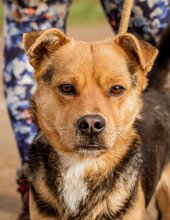ARPI, Hund, Mischlingshund in Ungarn - Bild 1