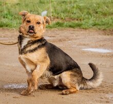 ARPI, Hund, Mischlingshund in Ungarn - Bild 3