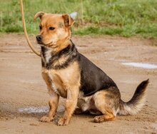 ARPI, Hund, Mischlingshund in Ungarn - Bild 4