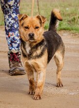 ARPI, Hund, Mischlingshund in Ungarn - Bild 5