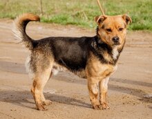 ARPI, Hund, Mischlingshund in Ungarn - Bild 6