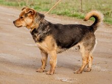 ARPI, Hund, Mischlingshund in Ungarn - Bild 7