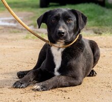 LIRA, Hund, Mischlingshund in Ungarn - Bild 1