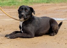 LIRA, Hund, Mischlingshund in Ungarn - Bild 2