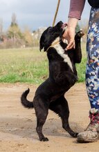 LIRA, Hund, Mischlingshund in Ungarn - Bild 3