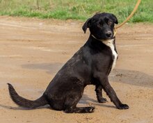 LIRA, Hund, Mischlingshund in Ungarn - Bild 4