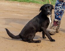 LIRA, Hund, Mischlingshund in Ungarn - Bild 5