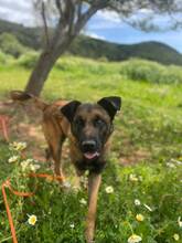 BOI, Hund, Malinois-Bardino-Mix in Spanien - Bild 10