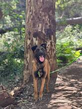 BOI, Hund, Malinois-Bardino-Mix in Spanien - Bild 11
