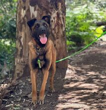 BOI, Hund, Malinois-Bardino-Mix in Spanien - Bild 2